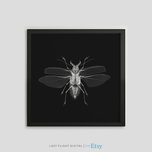 Beetle X-Ray Print, Beetle Poster, Beetle Print, Insect Print, Black White Photo, Beetle Art, Insect Xray, Gothic, Macabre, Goth Art