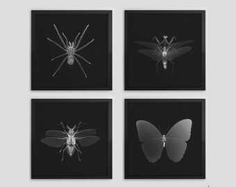 Snake Bug Insect - Etsy Snake Bug Insect - Etsy