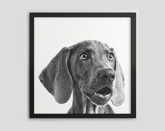 Weimaraner Black and White Dog Portrait, Pet Photography Print, Dog Wall Art, Digital Download