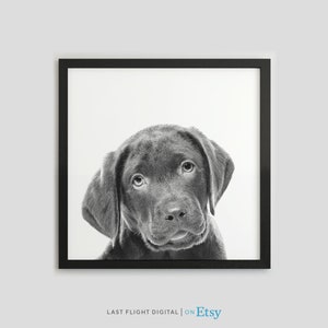 Dog Print, Chocolate Labrador Retriever, Dog Poster, Puppy Print, Puppy Poster, Kids Room, Nursery, Black White Photo, Cute, Labrador Print