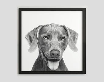 Weimaraner Black and White Dog Portrait, Pet Photography Print, Dog Wall Art, Digital Download