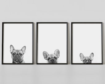 Puede incluir: Tres fotos en blanco y negro de bulldogs franceses asomándose por encima de marcos negros. Las fotos están dispuestas en fila en una pared blanca.