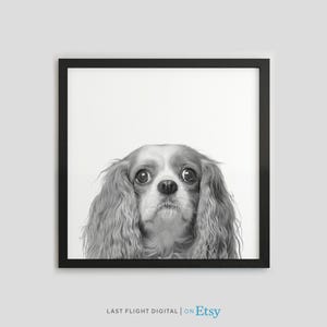 Hundtryck, Cavalier King Charles, Hundaffisch, Valptryck, Valpaffisch, Toy Spaniel-tryck, Svartvitt foto, King Charles Spaniel-tryck