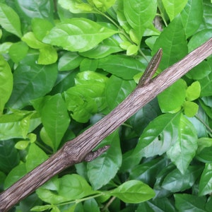 Hand Carved Wiccan Wands, Custom Magic Wand, Branches Wand, Altar Wand, Larp Weapon, Sycamore Wand image 7