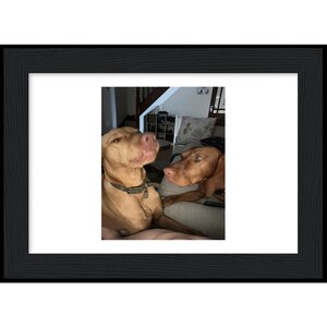 May include: Two brown dogs with short fur are sitting on a sofa. The dog on the left is looking to the right and the dog on the right is looking to the left.