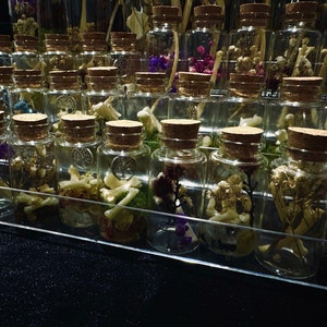 Assorted Oddity Jars - Moss/Crystal/Bone