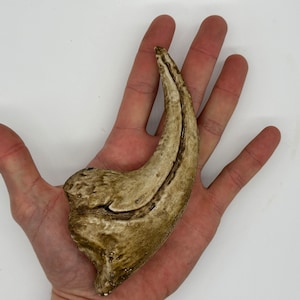 Allosaurus Claw | Large Dinosaur Fossil | Prehistoric Replica | Paleo Art | Gift For Jurassic Park Fans