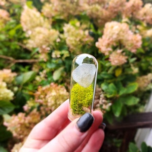 Mermaid Scale | Mermaid Oddity |Silver Arowana Scale | Fish Scale | Glass Cloche Oddity | Preserved Scale Terrarium | Display Trinket |