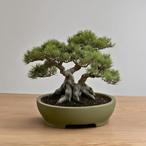 Shizen Round Bonsai Planter