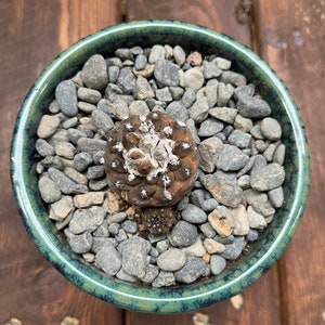 Copiapoa Hypogaea SEED GROWN