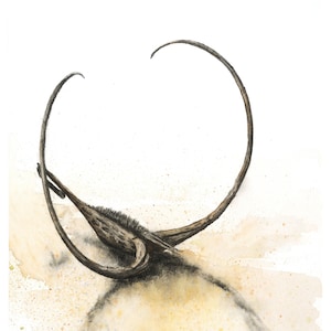 Watercolor Artwork: &quot;Devil&#39;s Claw&quot;