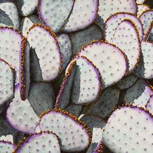 May include: Close-up of a prickly pear cactus with light gray pads edged in purple and dotted with small white spots. The edges are lined with small, golden-brown spines. The pads overlap, creating a textured, natural pattern.