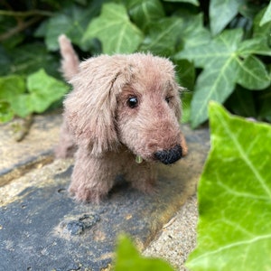 Teddy Dachshund , variation of smooth hair or  wire coated dachshunds