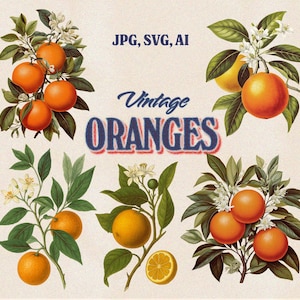 Vintage Orange Fruit Clipart Bundle - 5 handgezeichnete Illustrationen in AI SVG & JPG - Retro Botanische Zitrusfrüchte für Etiketten Drucke, Kunsthandwerk, Retro