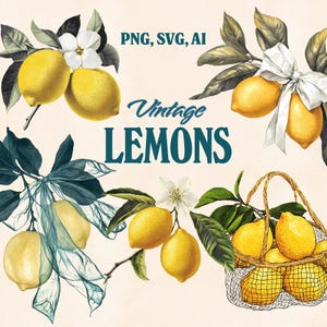 Hand Drawn Vintage Lemon Clipart Set of 5 Citrus Illustrations in AI SVG & PNG Transparent Background Botanical Retro Fruit Art Italy Summer