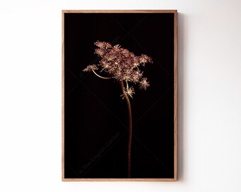 May include: A close-up of a dried flower with delicate pink and white blooms against a black background. The flower is in a vertical orientation and is framed in a wooden frame.