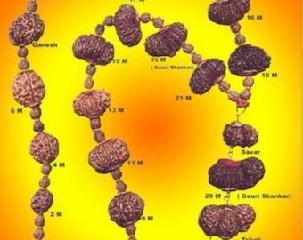 Indrakshi Rudraksha Siddha Mala: 1-21 Mukhi Certified