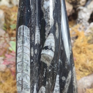 Fossil Orthoceras