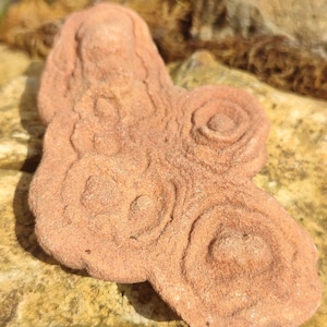 Fossil Orthoceras
