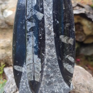 Fossil Orthoceras
