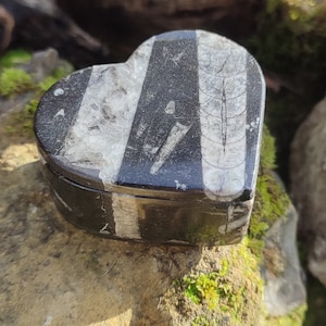 Fossil Orthoceras