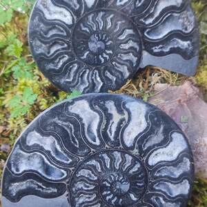 May include: Two polished ammonite fossils with intricate spiral patterns in shades of black and white. The fossils are displayed on a bed of green moss and foliage, showcasing their natural beauty.