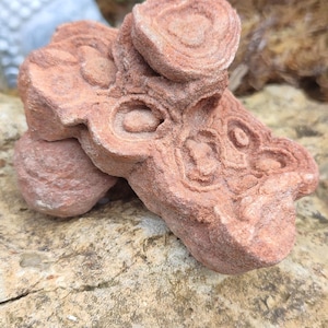Fossil Orthoceras