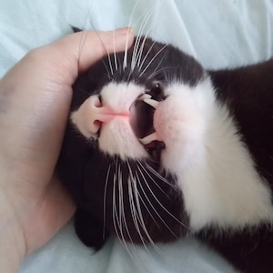 Tuxedo Katze Fotos!