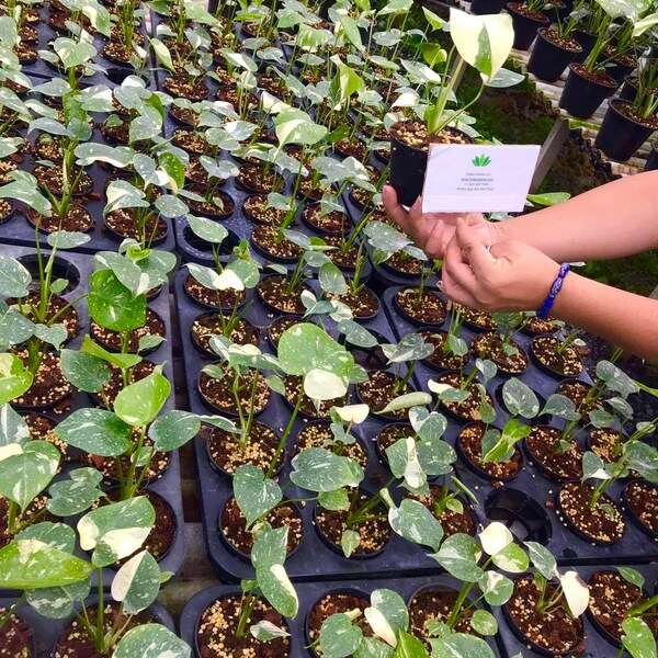 Rare House Plants Etsy