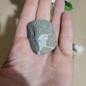 Bird on a rock