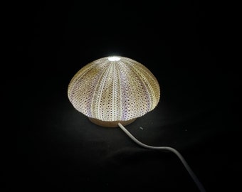 Vintage zeeëgelschelplamp op een houten LED USB-lichtbasis