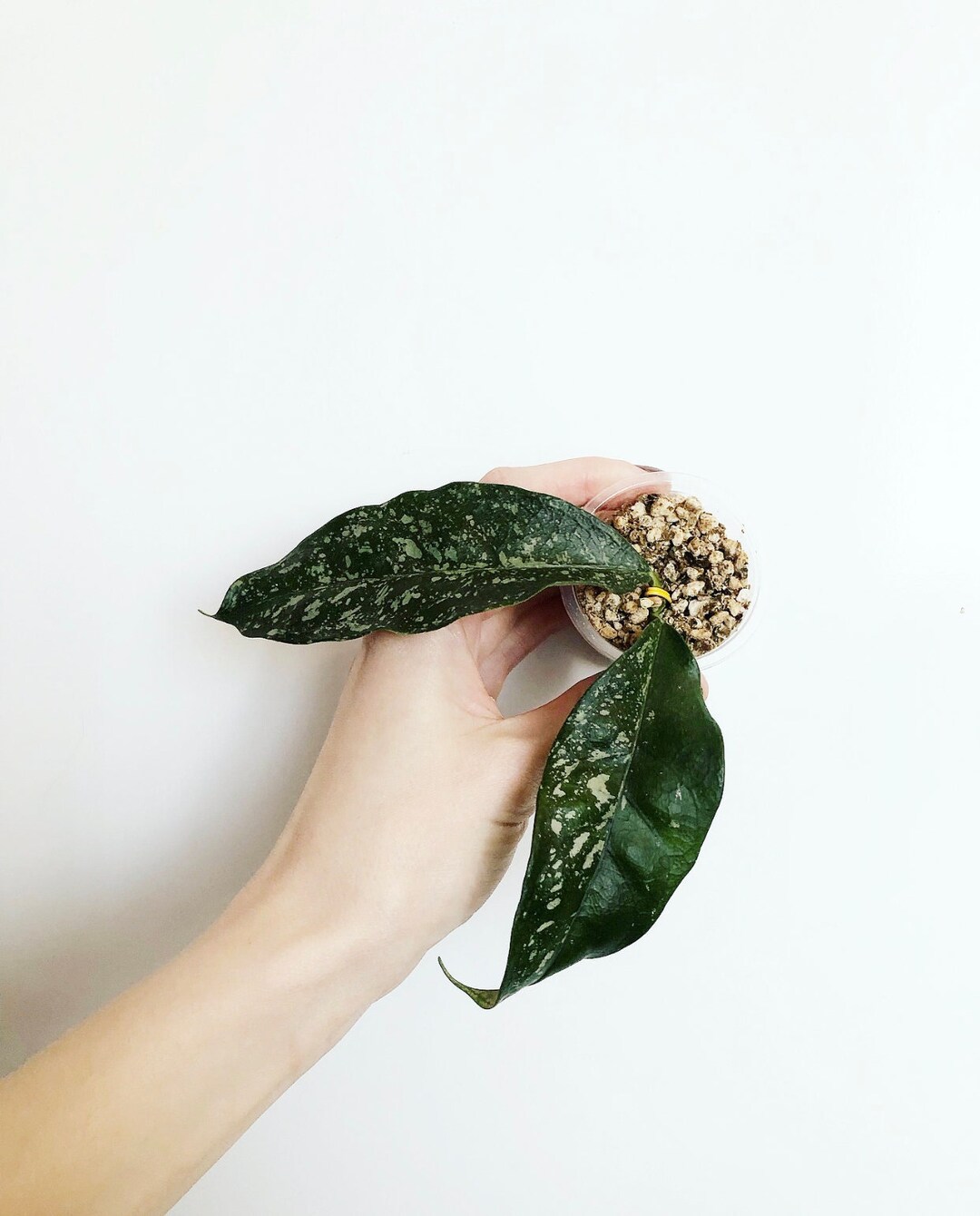 Hoya Cystiantha Splash/ Rare Hoya/ Shipping From Eastern - Etsy