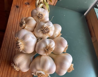 Pre-order 10 Bulb Nootka Rose Garlic Braid