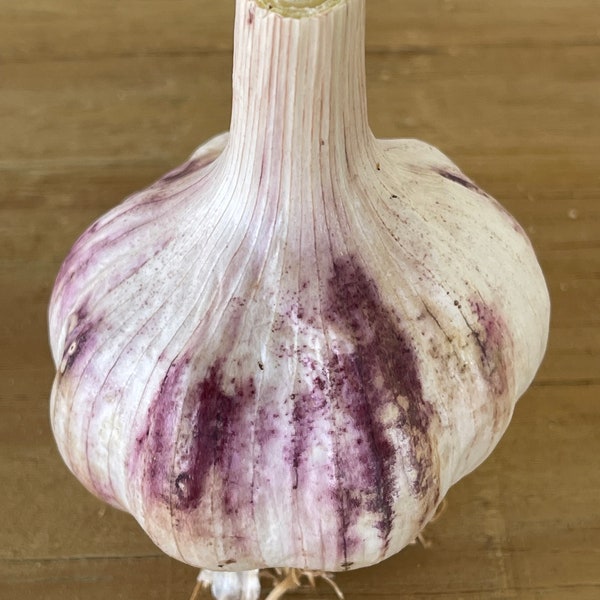 Pre-order Culinary Gourmet Garlic