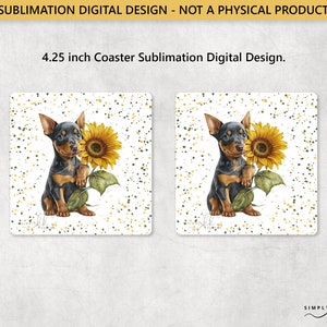 Pinscher and a Sunflower, Square 4.25 in Coaster, Sublimation Design, PNG Digital File, Commercial Use, Small Business SUN180