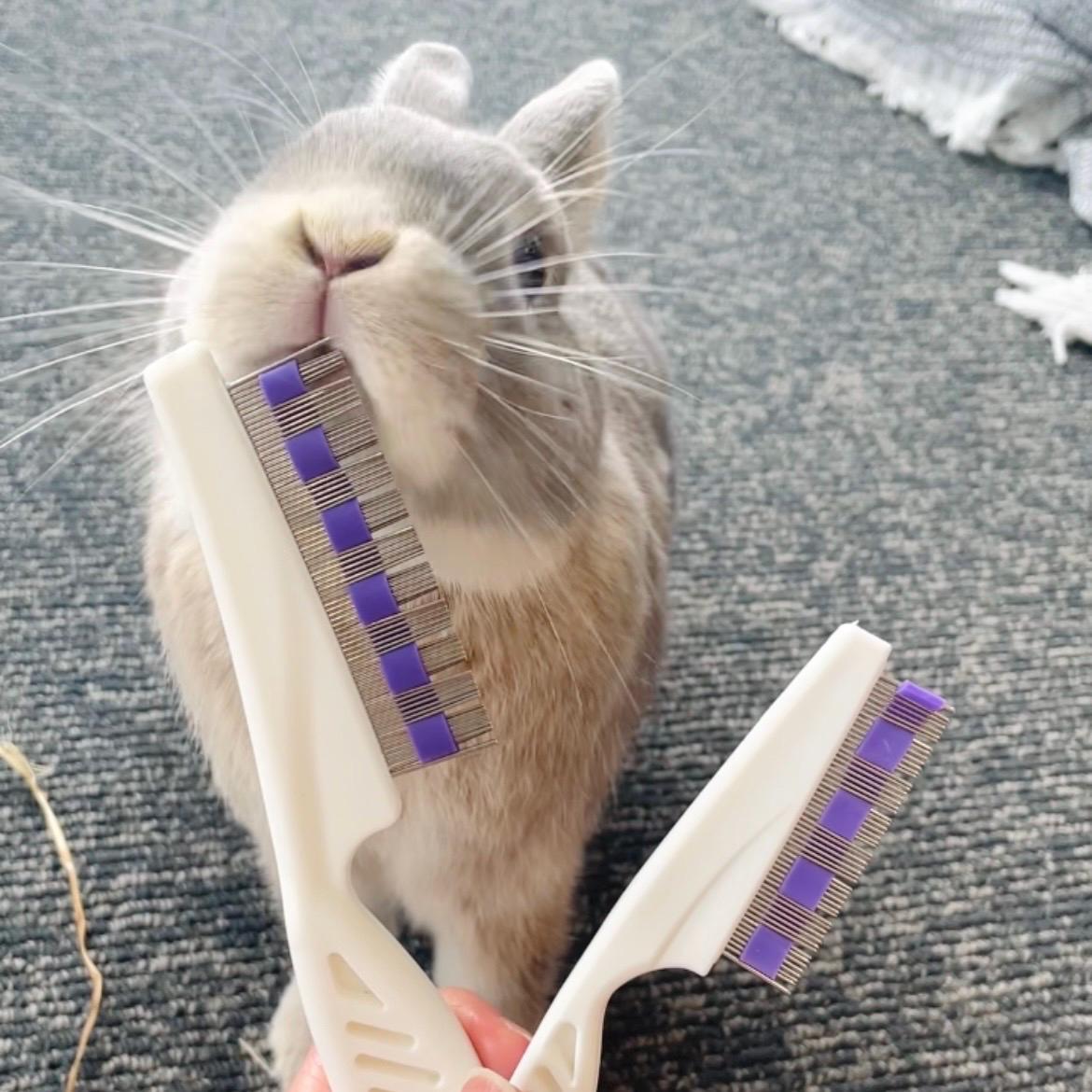 Brush Rabbbit Rabbit Grooming Brush Set: Deep Clean Bunny, Chinchilla, Guinea Pig - Etsy