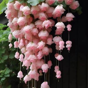 Op de afbeelding: Een hangende mand vol delicate, trapsgewijze roze bloemen. De bloesems zijn zachtroze met een klokvorm, wat zorgt voor een weelderige, romantische uitstraling. Groen gebladerte vormt een achtergrond voor de bloemen.