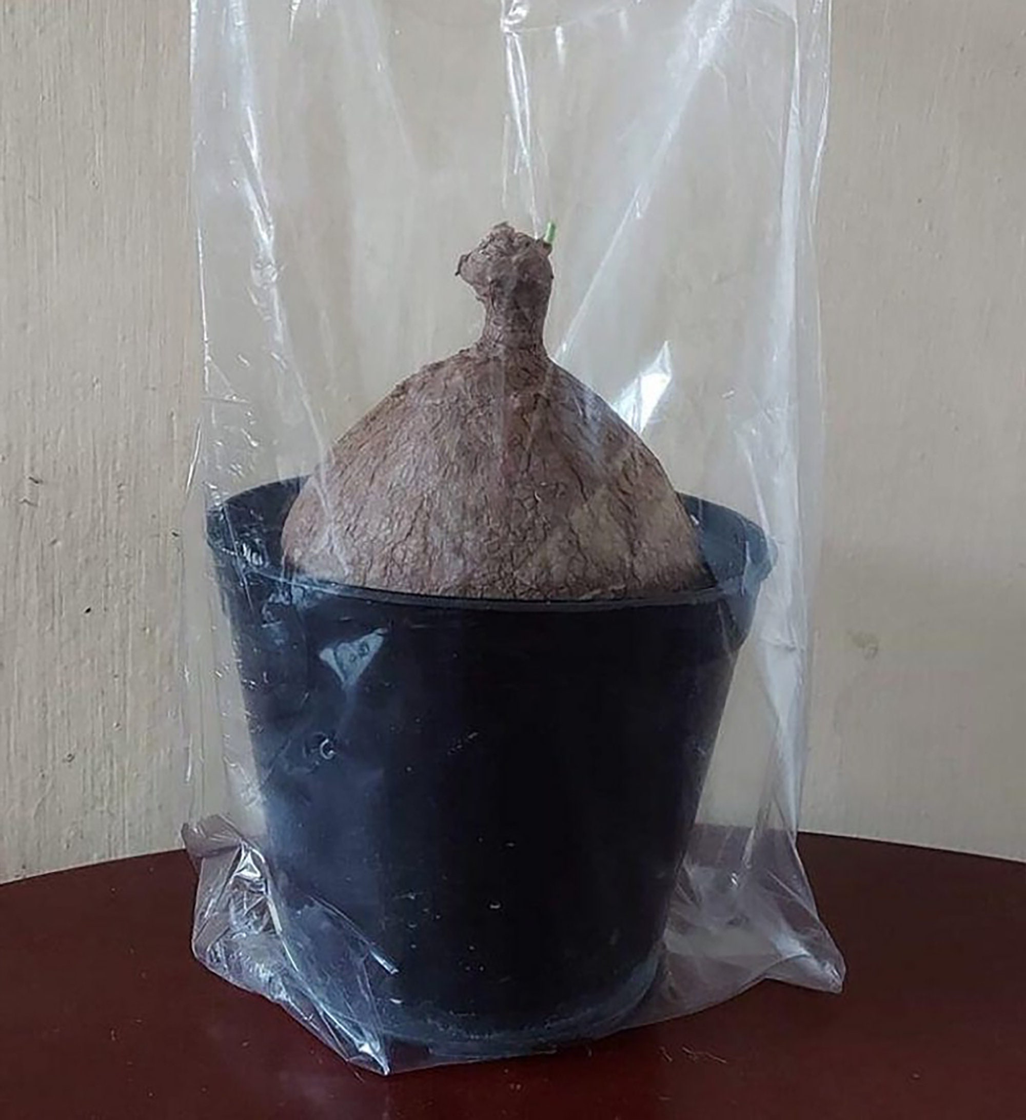 Rare Charlotte's  Thailand Money Plant Stephania Etsy