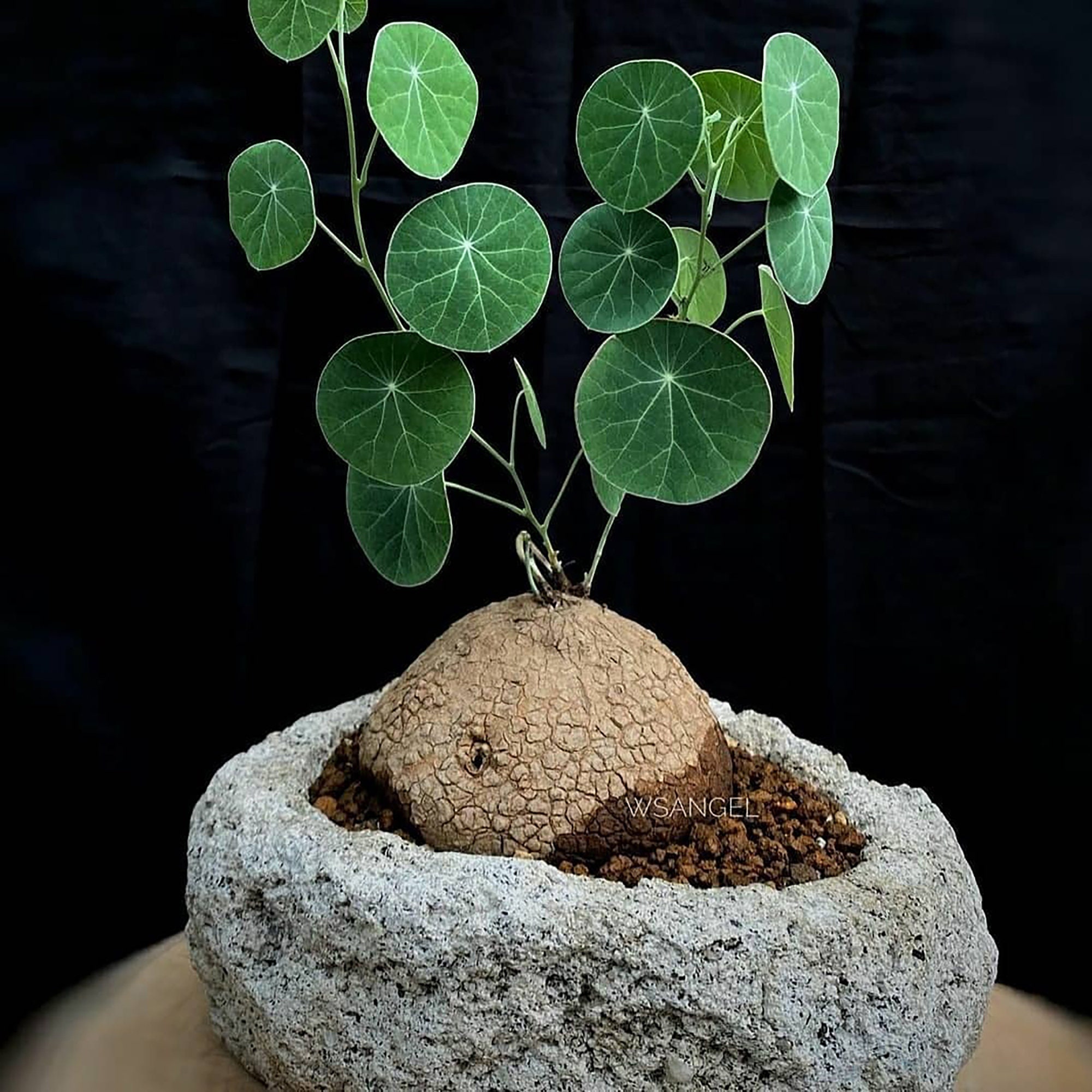 Rare Charlotte's  Thailand Money Plant Stephania Etsy