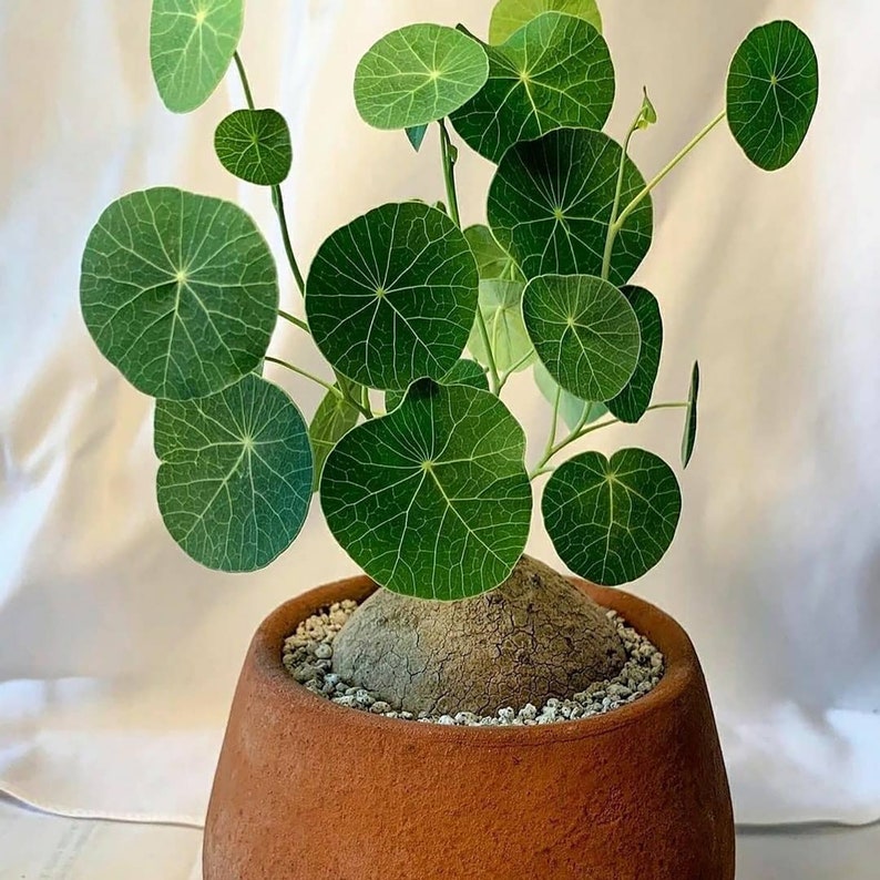 Rare Charlotte's  Thailand Money Plant Stephania Etsy