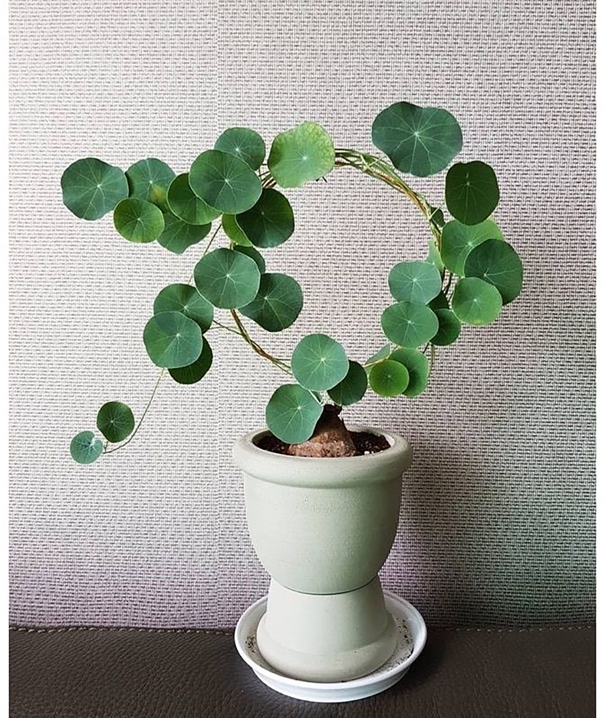 Rare Charlotte's  Thailand Money Plant Stephania Etsy
