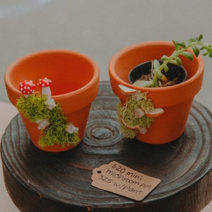 May include: Four terracotta pots with various plants and decorations. Two pots are on a small wooden stool with a price tag that reads "$20 mini mushroom pot $25 w/plant".