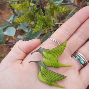 Birdflower seeds, Regal Bird Flower, best gift for him her mom dad teacher gardening home decor birthday DIY frost hardy flowering perennial