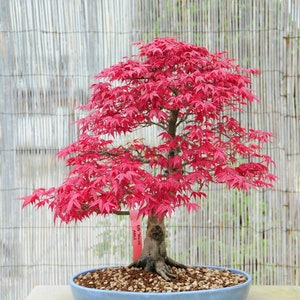 May include: A red Japanese maple bonsai tree in a blue ceramic pot. The tree is labelled "120 Years Old, Maple".