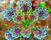 5 Kalanchoe mini plantlets, mother of millions, mother of thousands, easy and fun to grow house plant, gift idea FREE international shipping