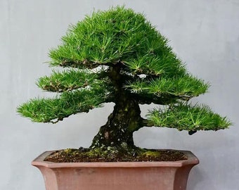 Japanese Bonsai Tree seeds, gift for him her mom dad teacher, organic gardening minimalist home decor birthday DIY frost hardy perennial