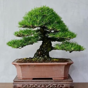 Semi di bonsai giapponese, regalo per lui, sua mamma, papà, insegnante, giardinaggio biologico, arredamento minimalista per la casa, compleanno, fai da te, perenne resistente al gelo
