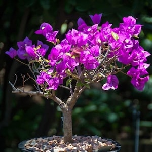 Lila rosa Bonsai-Baumsamen, bestes Geschenk für ihn ihre Mutter-Papa-Lehrerin, Innen- und Außenwohndekor DIY blühende Pflanze im Garten