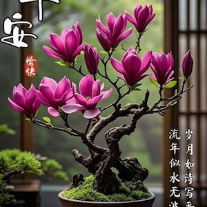 Op de afbeelding: Een bonsai boom met levendige roze magnoliabloemen in volle bloei. De boom staat in een bruine keramische pot, op een houten tafel. De afbeelding bevat Chinese karakters en een vage achtergrond.