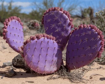 紫色のウチワサボテンの種、オプンティア・サンタ・リタ。育てやすく
